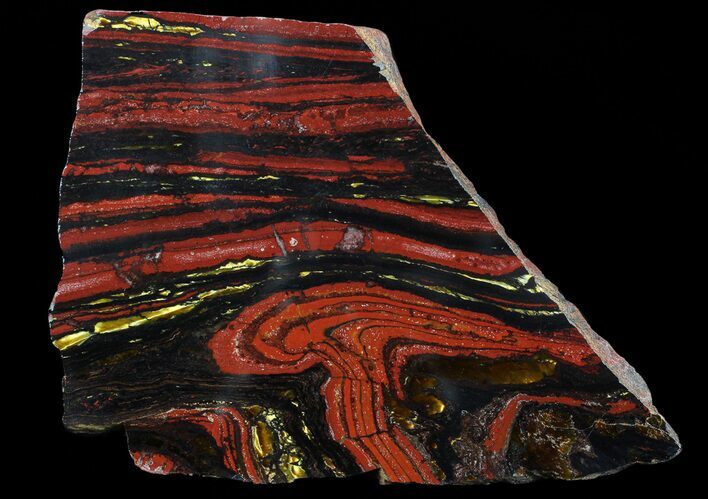 Polished Tiger Iron Stromatolite - ( Billion Years) #65334